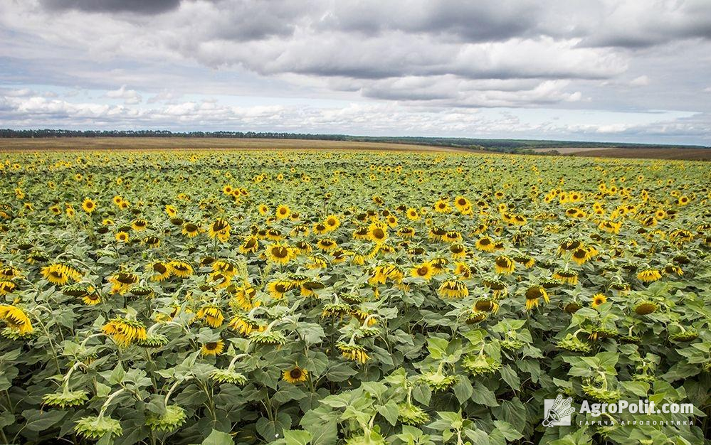 Україна експортувала в квітні рекордну кількість соняшникової олії