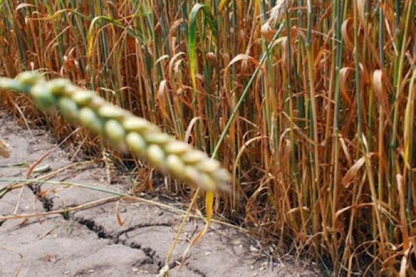 Посуха завдала аграріям збитків на суму 15 млрд грн