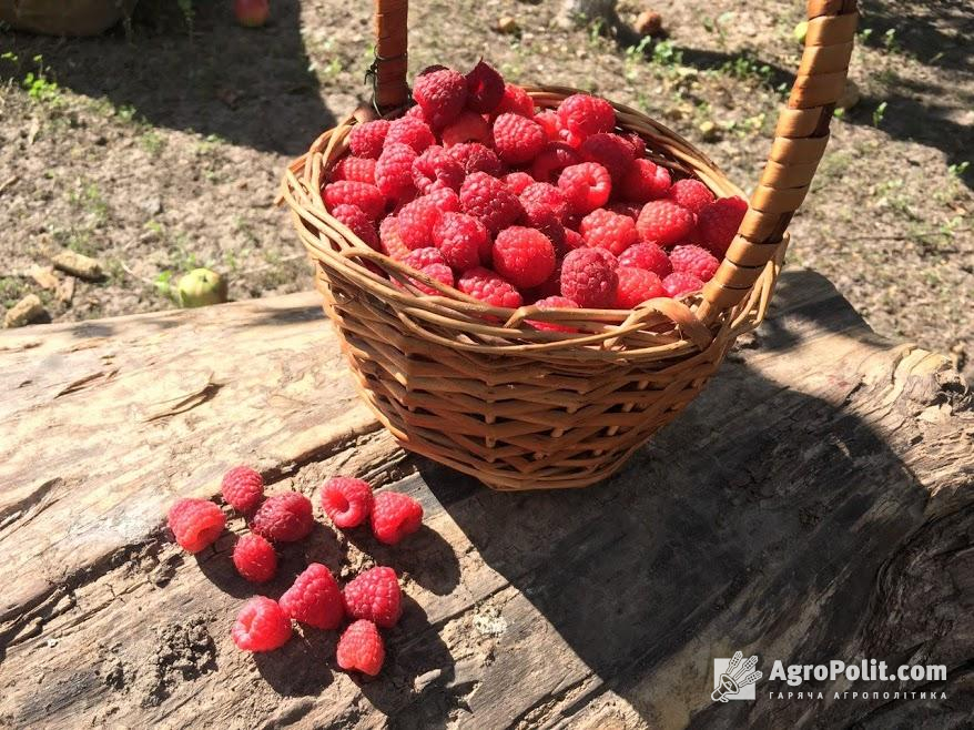 Ціни на фрукти та ягоди в Україні знаходяться на історично високому рівні 