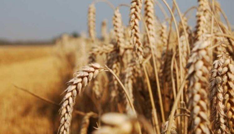 Україна експортувала рекордні 55 млн т зерна