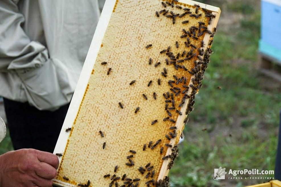 Україна з початку року експортувала меду на $45 млн