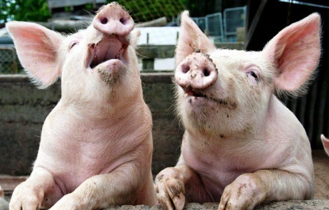 Причина зросттання імпорту свинини – високі собівартість й ціна на свиней в Україні, – експерт