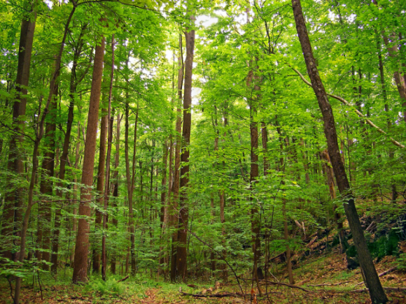 Держлісагентство розробило законопроєкт щодо вдосконалення законодавства у сфері лісових відносин