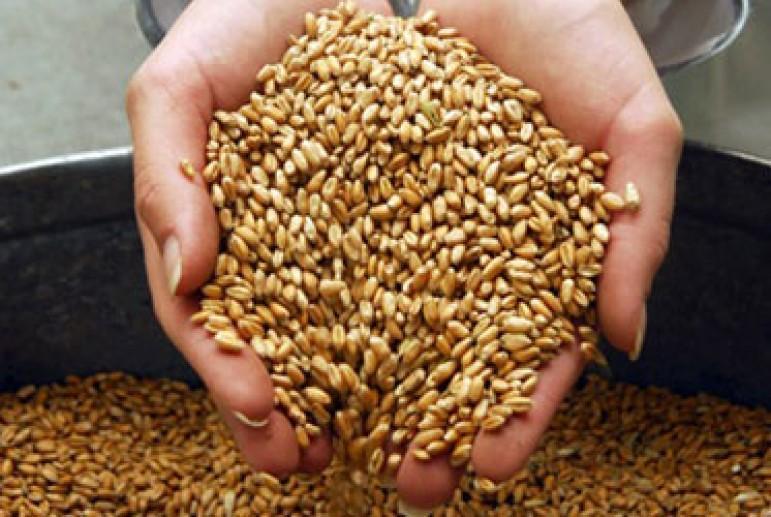 За рік Україна експортувала рекордні 57 млн т зерна