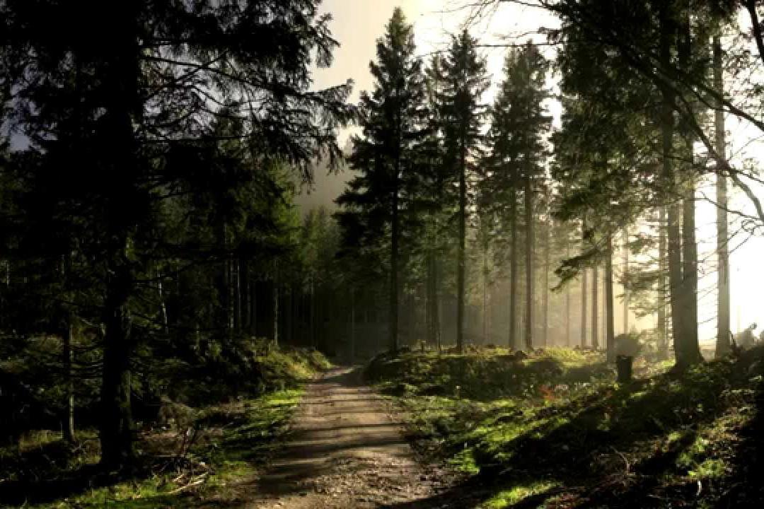  В Україні впроваджуватимуть систему управління лісами за критеріями ЄС