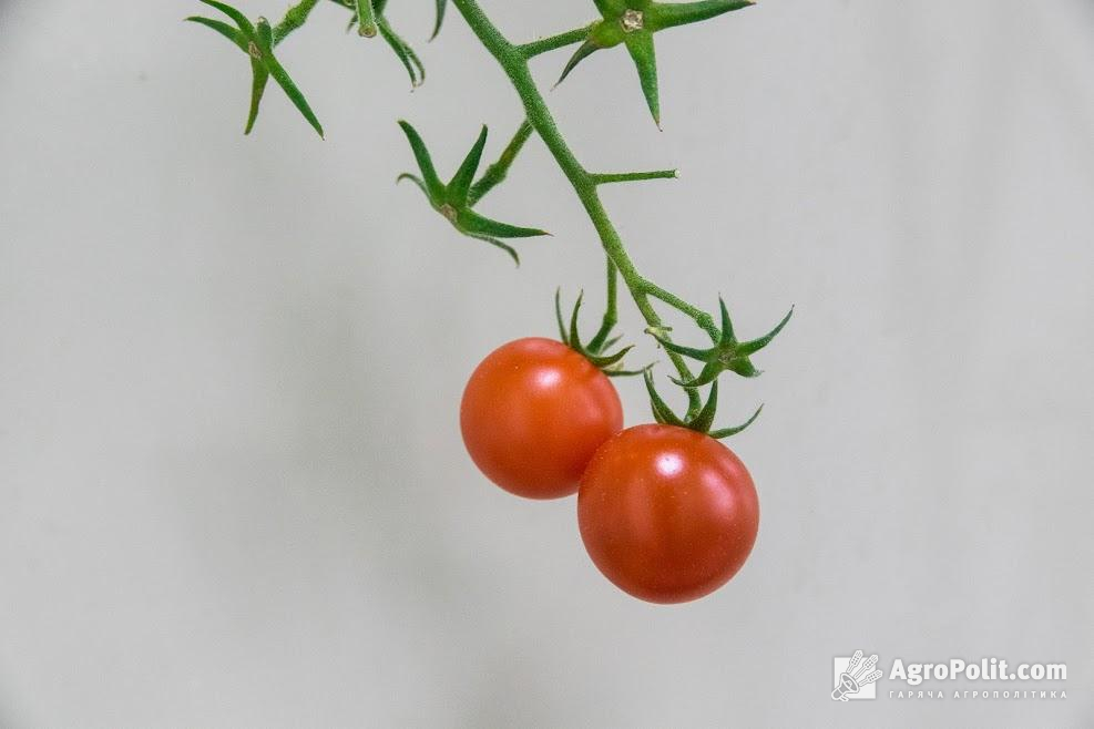 Українські виробники томатів просять більших безмитних квот в оновленій Угоді про асоціацію