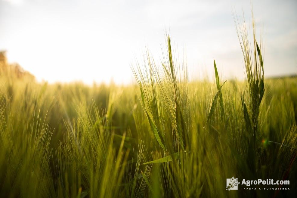 Єгипет на тендері закупив 120 тисяч т української пшениці