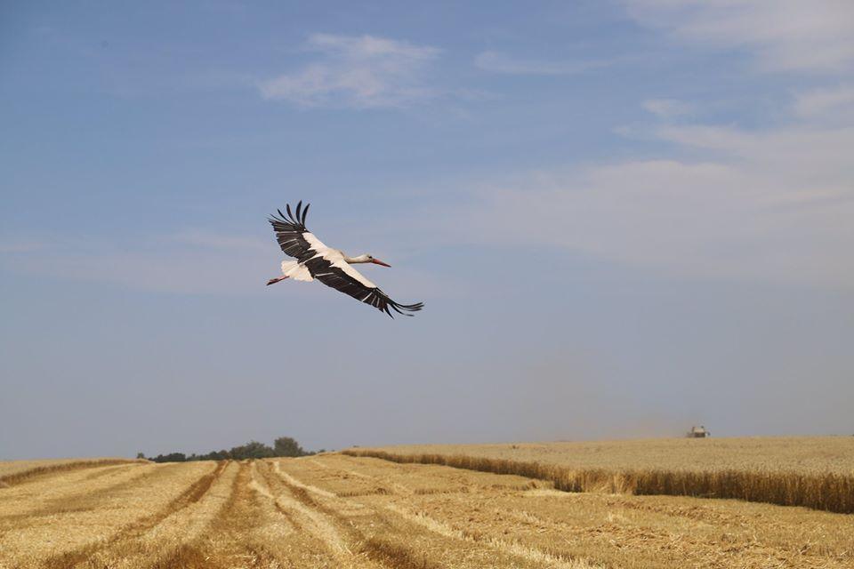 На Чернігівщині – новий рекорд врожайності пшениці