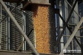ДПЗКУ прийняла на зберігання 200 тис. т зернових