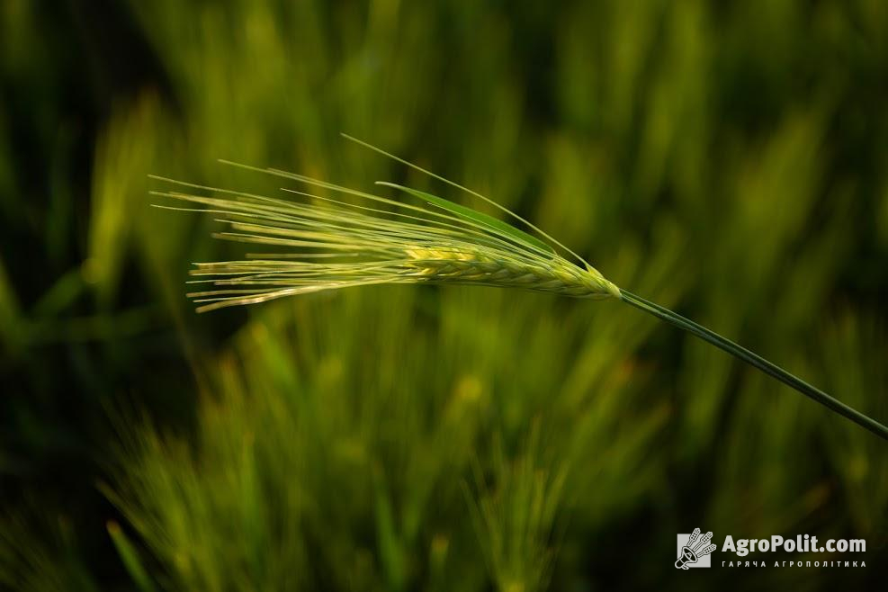 У Кабміні прогнозують падіння експорту української пшениці