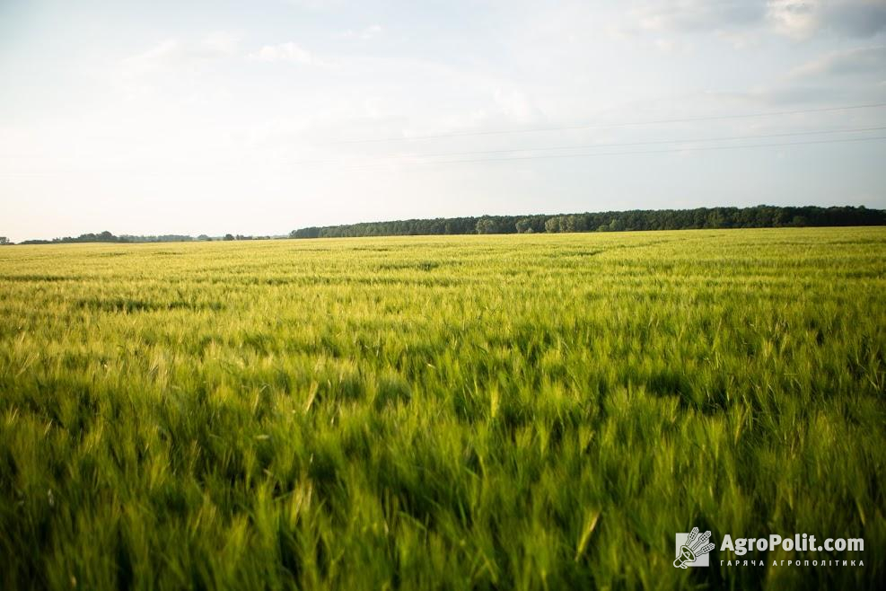 В Україні фіксують брак фуражної пшениці