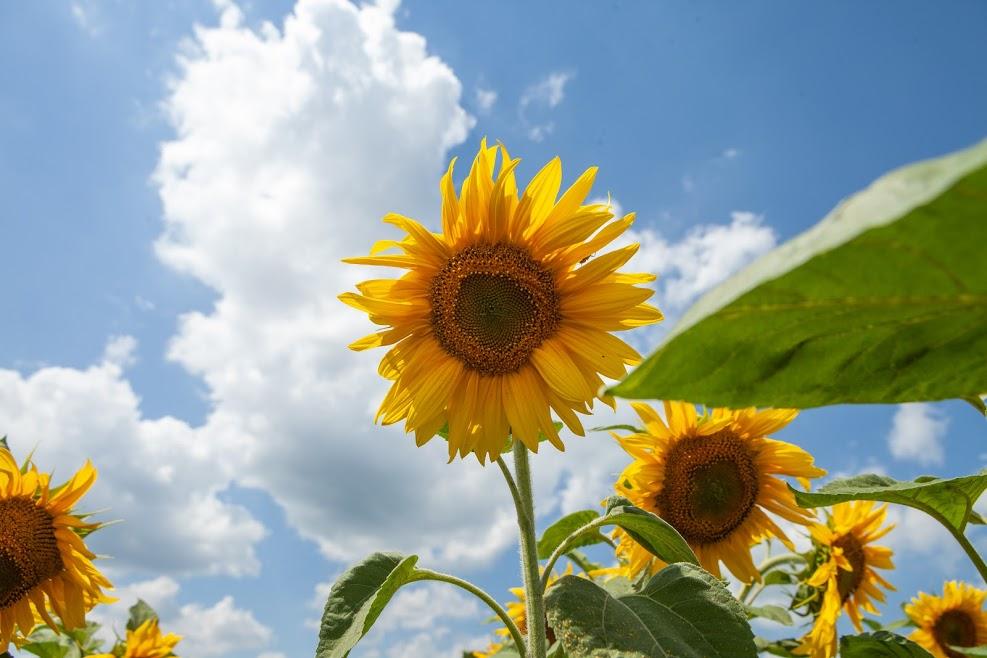 Знижено прогнози щодо врожаю соняшнику в Україні та якості олійних