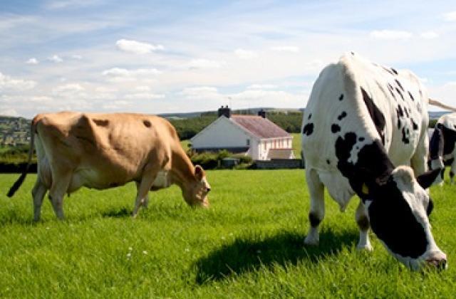 В ОТГ на Херсонщині побудують  м’ясопереробне підприємство для 40 фермерських господарств
