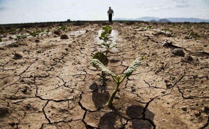 Компенсація втрат від посухи має берегти аграріїв від валу банкрутств восени