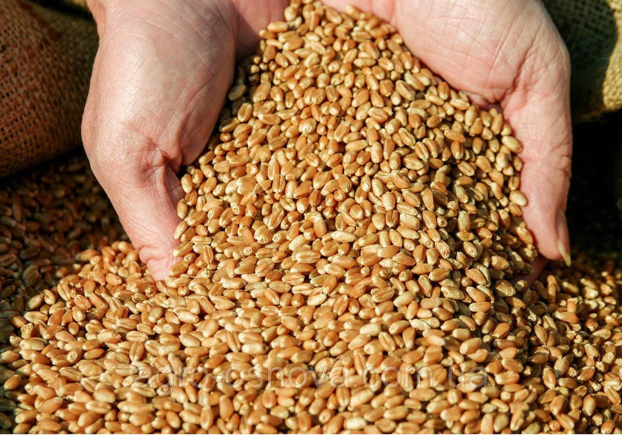 Ціни на пшеницю будуть знижуватися, – НБУ 