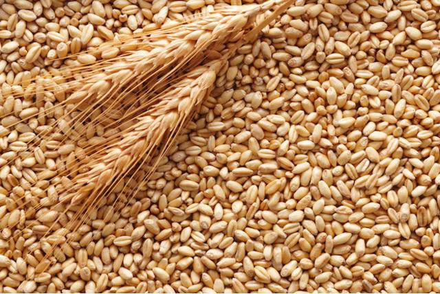 В Україні рекордно зросли ціни на пшеницю