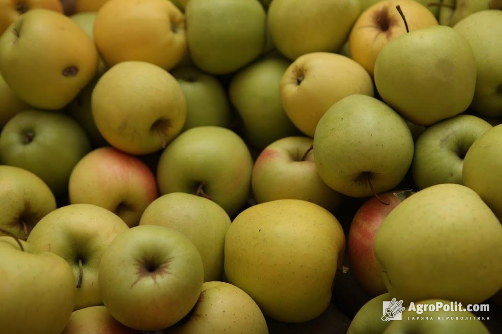 В Україні у вересні зафіксовано рекордно високу ціну на яблука