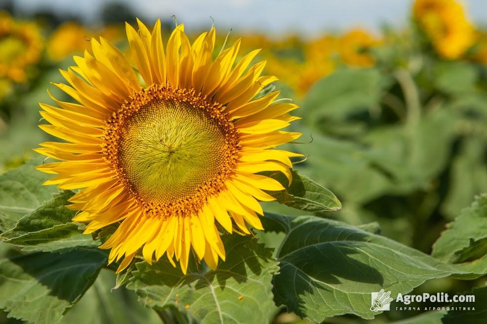 Україна стала світовим лідером з експорту соняшникової олії 