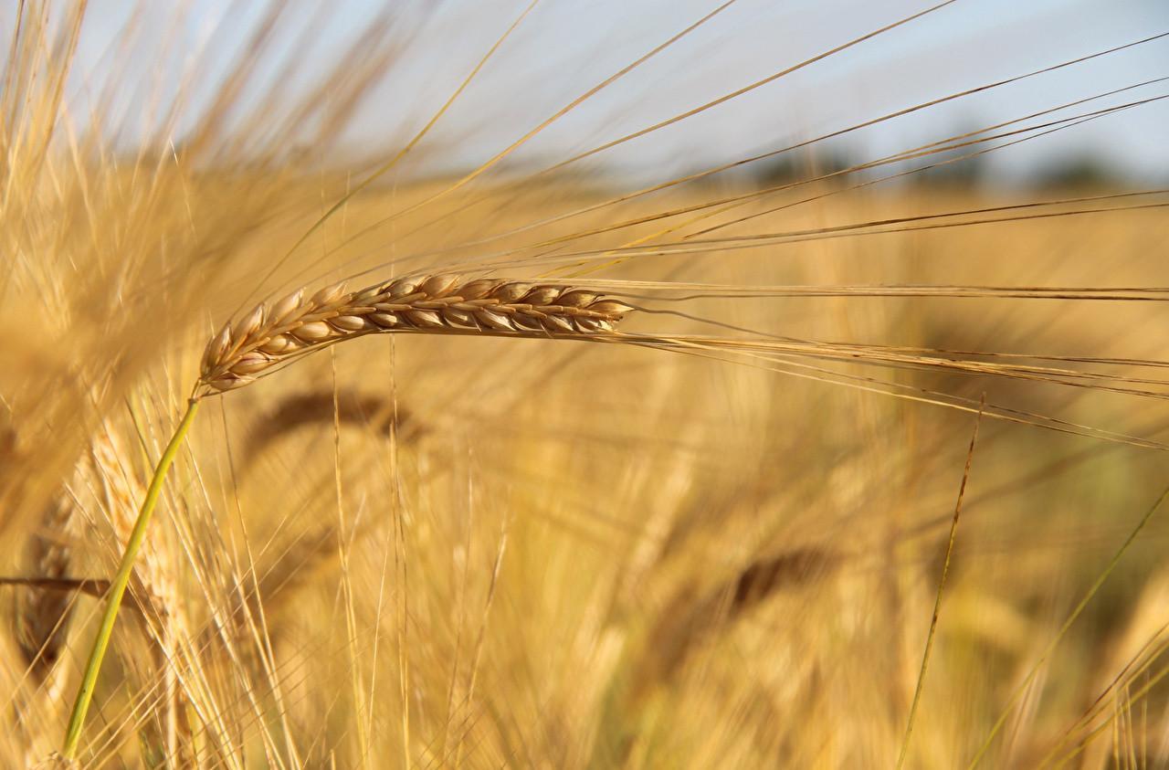 Україна експортувала 9,2 млн т зерна