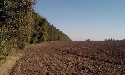 Лісосмуги дозволять аграріям збільшити врожайність зернових на 20%