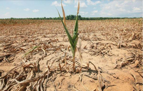 Від весняної посухи в Україні загинули 385,6 тис. га посівів озимих — офіційна статистика