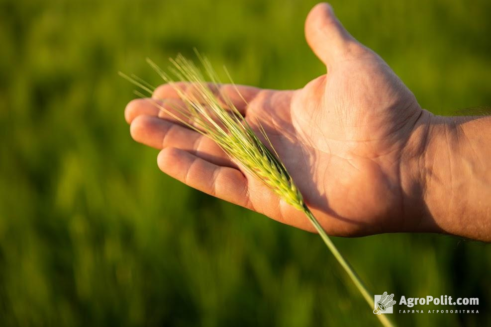 У Мінекономіки спрогнозували врожай зернових цього року 