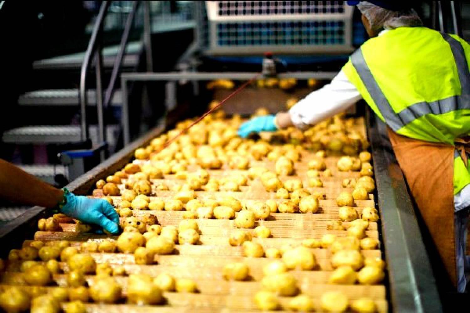 В Україні збудують потужний завод із переробки картоплі