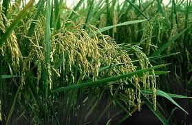 Аграрії Україні розпочали збирати рис