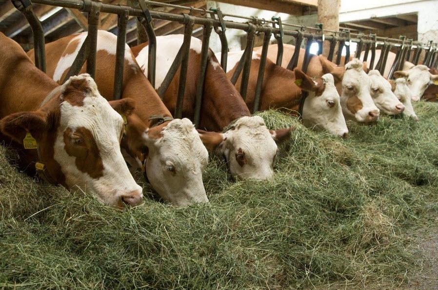 В Україні склалася катастрофічна ситуація в молочному скотарстві – виробництво впало до 6,5 млн т