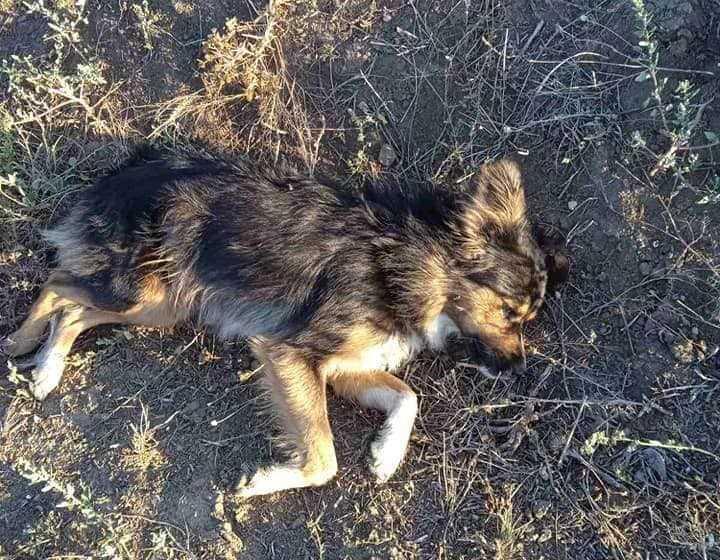 Зоозахисники звинувачують члена Аграрної партії у масовому розстрілі собак