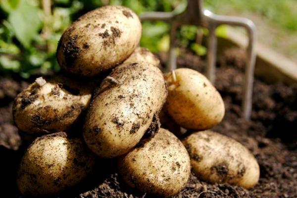 МЕРТ готує програми розвитку картоплярства та овочівництва до 2025 року, – Висоцький