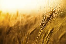 Україна відправила на експорт вже 15 млн т зернових
