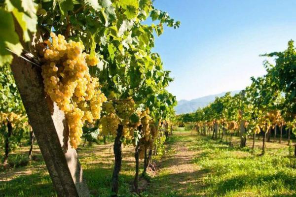 У МЕРТ презентували концепцію розвитку виноградарства