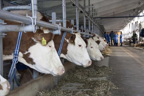 На Київщині розпочинається будівництво комплексу на 900 корів