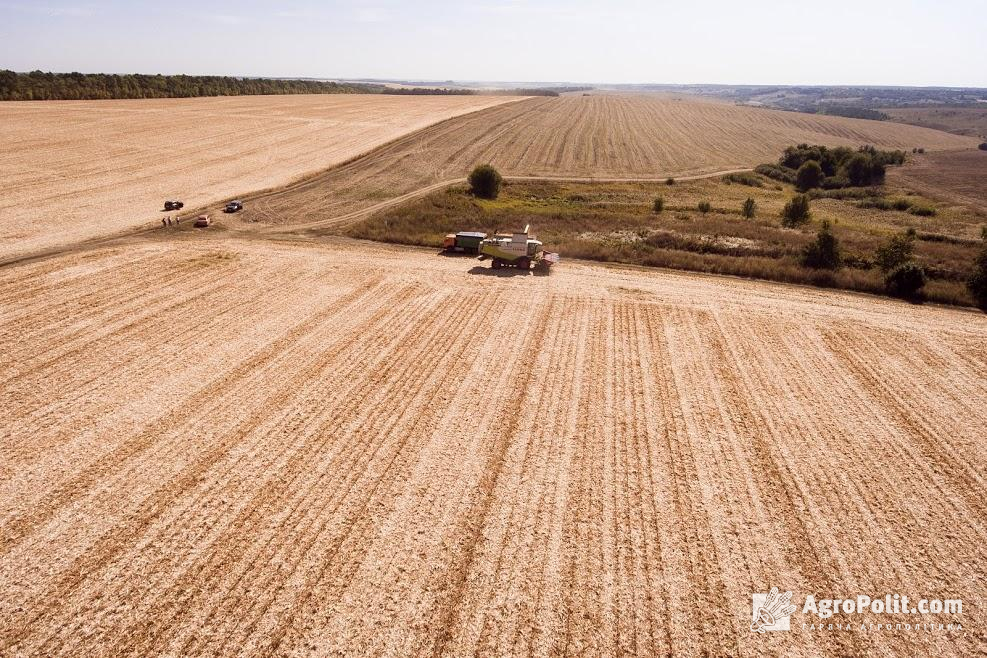 В Україні вже зібрано понад 53 млн т зерна