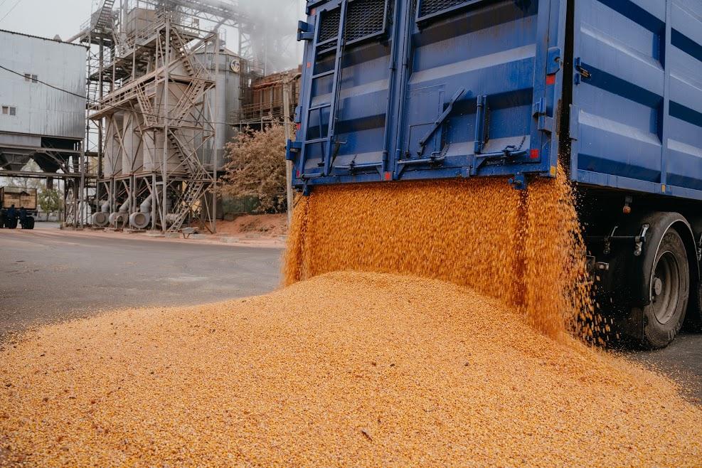Тваринники вимагають обмежити експорт кукурудзи, щоб запобігти здорожчанню продукції