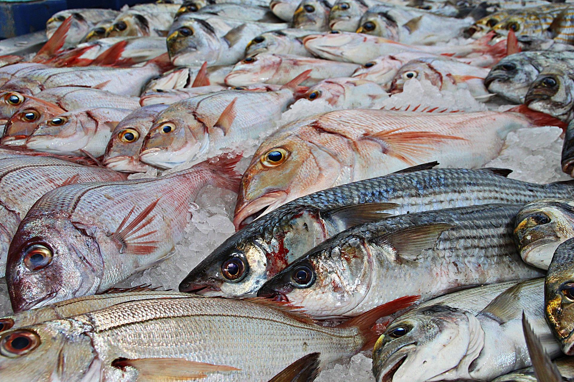 Європейська Комісія проводить аудит української рибної продукції, яка експортується до ЄС