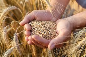 Аграрії відклали продаж пшениці до весни