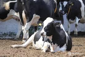 Мінекономіки оновить вимоги до благополуччя сільськогосподарських тварин під час їх утримання