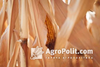 В Україні прогнозують дефіцит кукурудзи на внутрішньому ринку
