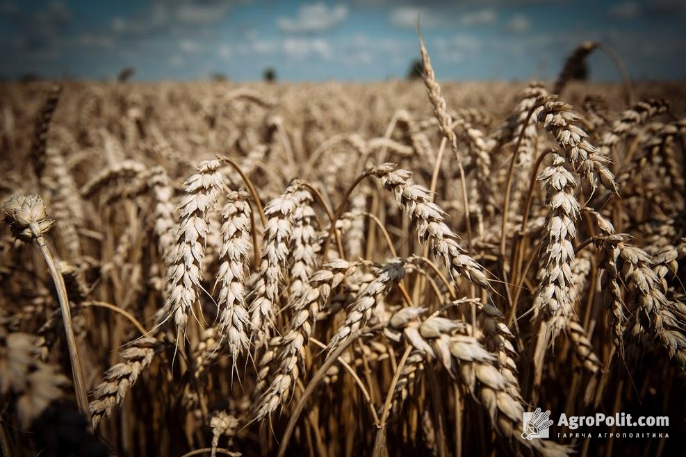 6 аграрних асоціацій заявили про суттєве скорочення врожаю зернових та олійних культур