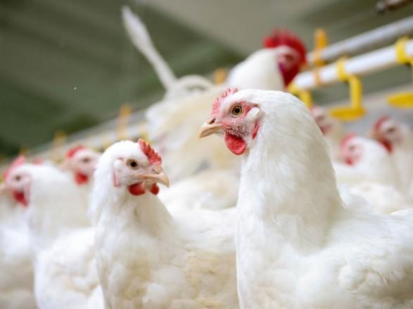 Україна увійшла в трійку найбільших експортерів курятини в ЄС