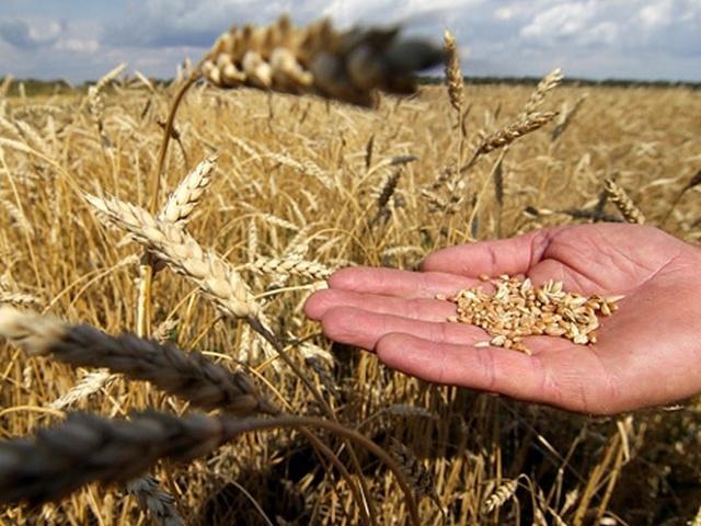 Україна очікує 65 млн т зернових нового врожаю у 2020 році, – Висоцький