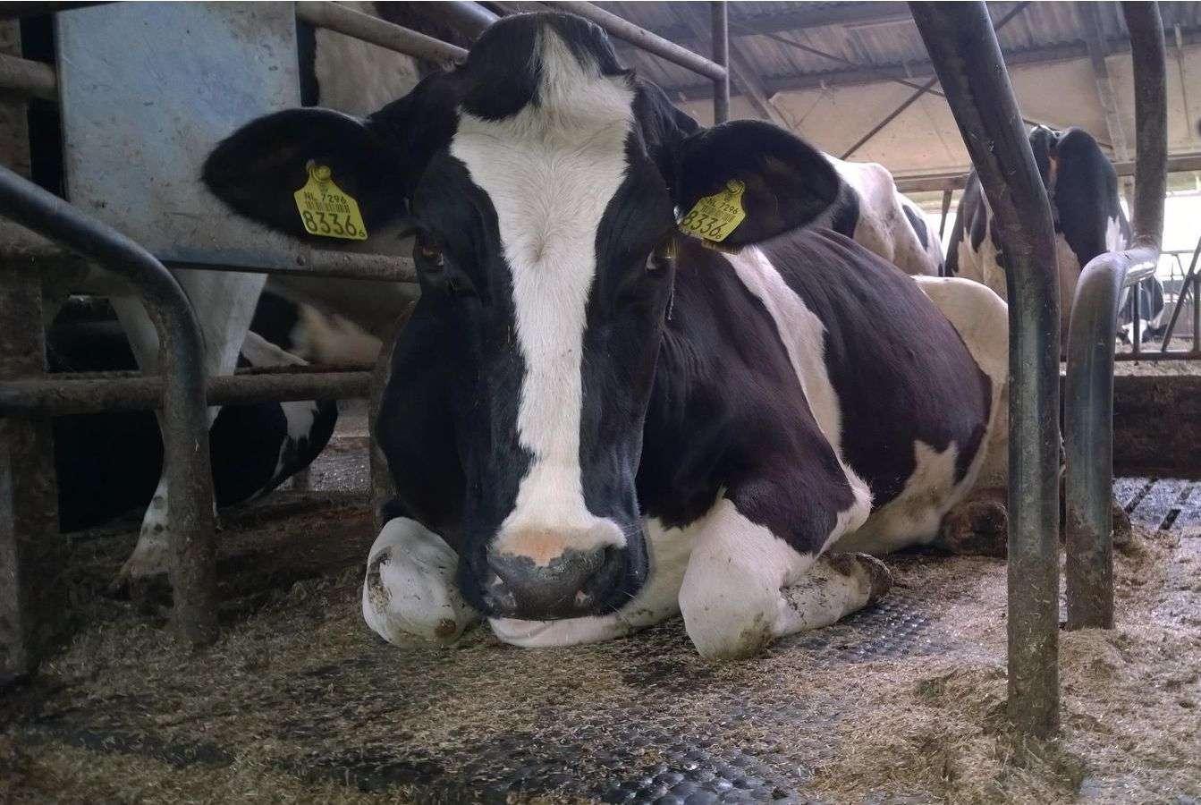 На Хмельниччині запрацювало 17 нових сімейних молочних ферм