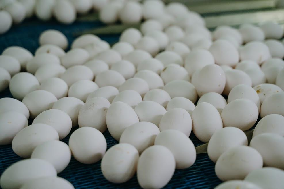 У Латвії знайшли сальмонелу в українських курячих яйцях