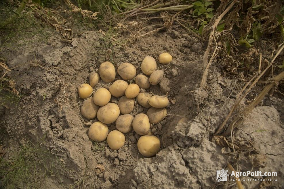 Україна є країною з одним з найбільших дефіцитів картоплі у світі — ФАО