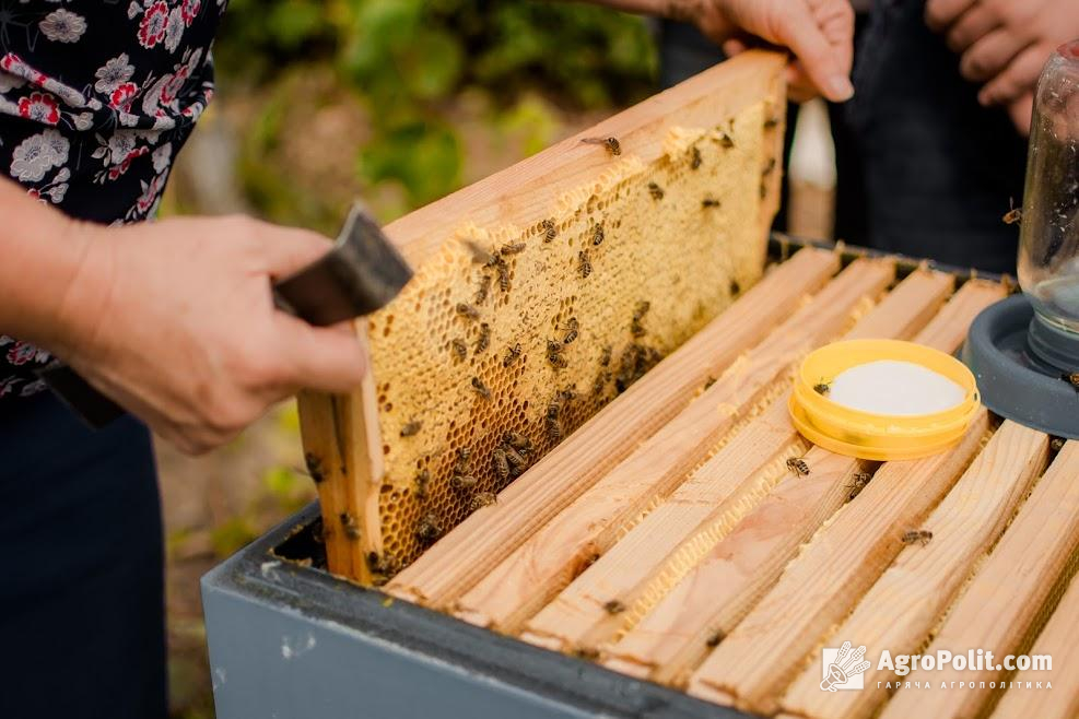 Українські бджолярі отримали майже чверть мільярда гривень дотацій