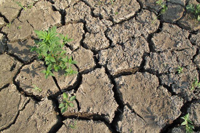 Постраждалим від посухи аграріям Одещини виділено 18 млн грн