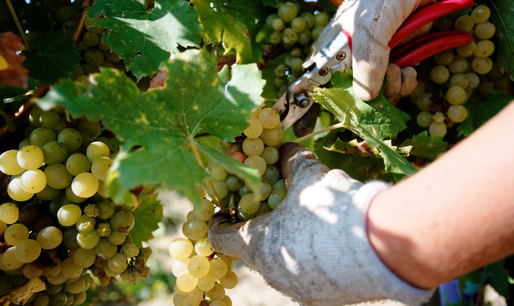 Виноградарі Одещини потребують державної підтримки, — заява