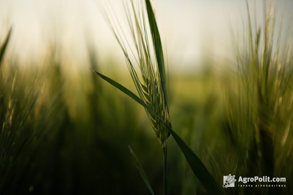 Озвучено прогноз виробництва пшениці на 2021 рік